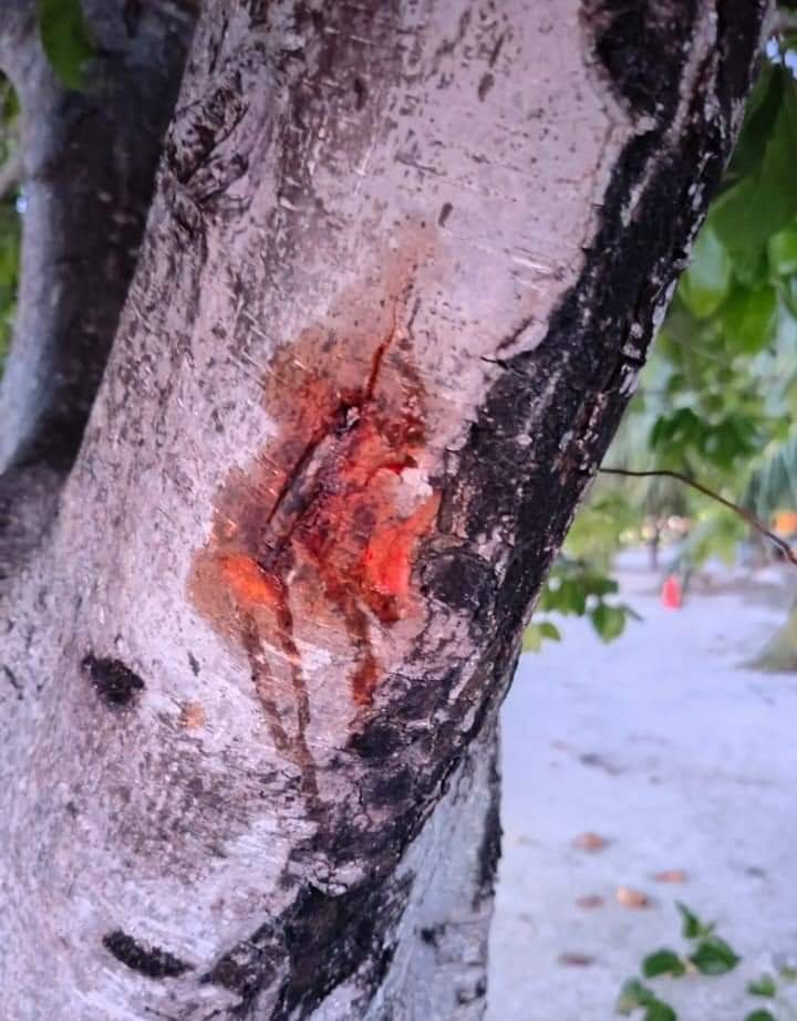 FB IMG 1714730253427